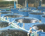 Система УЗВ для выращивания рыбы